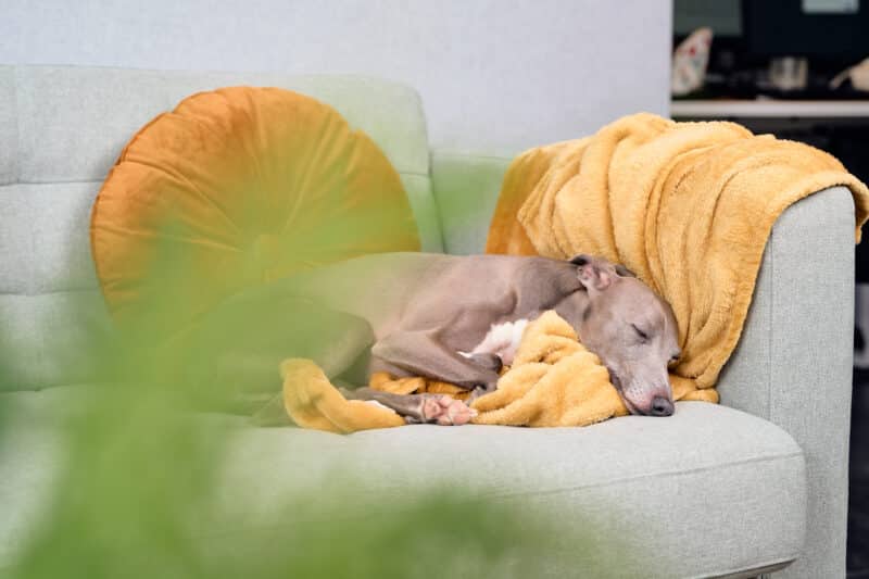 Hiisi Homes & Hotelsissa viihtyvät myös lemmikit