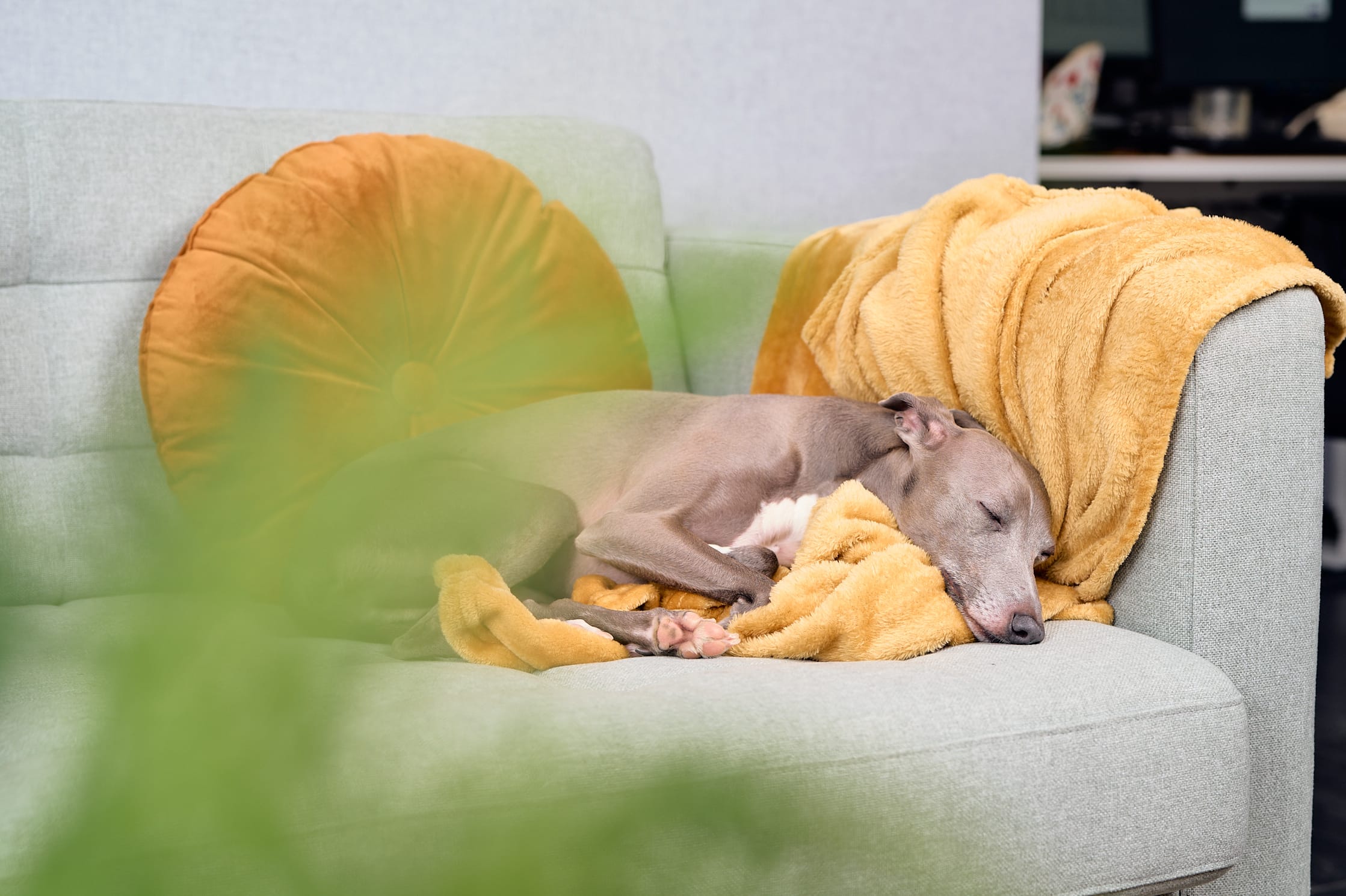 Hiisi Homes & Hotelsissa viihtyvät myös lemmikit